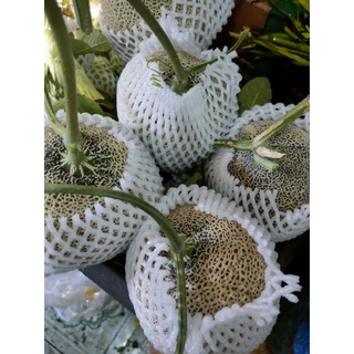 Dưa lưới 55k/1kg