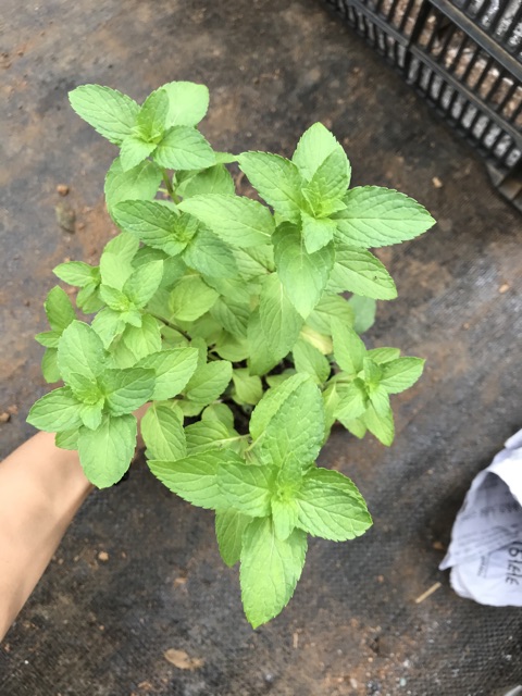 Bạc Hà Nhật chậu trung - Japanese Mint