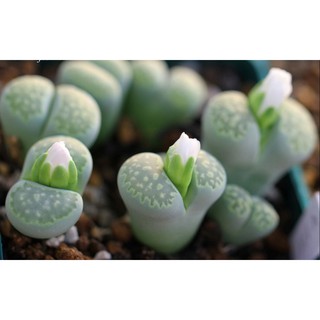 --- Hạt Giống Thạch Lan chất, giá rẻ.