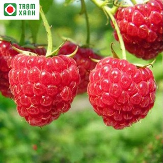 Hạt giống quả mâm xôi đỏ 30 hạt