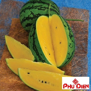 10 Hạt giống dưa hấu ruột vàng  PHÚ ĐIỀN