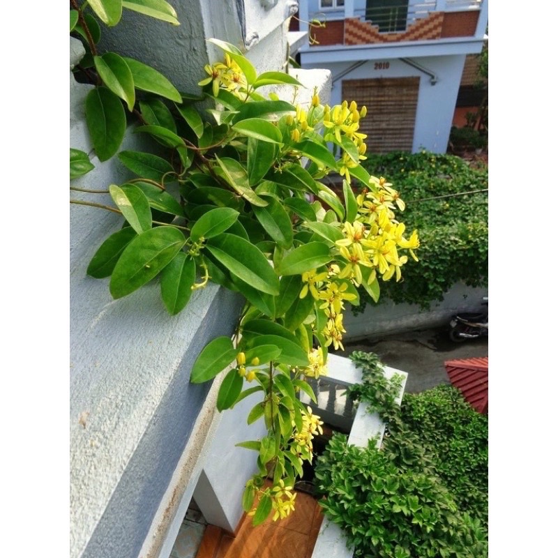 Cây mai hoàng Yến hoa vàng
