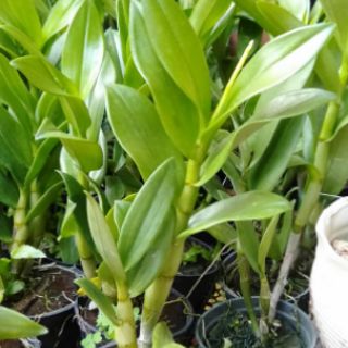 Hoa phong lan Denro nắng thơm