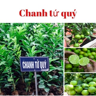 Giống cây chanh tứ quý