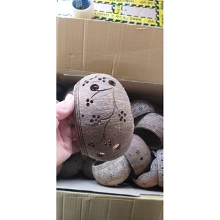 Chậu hoa lan gáo dừa size lớn