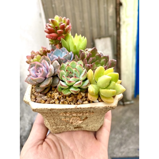 CHẬU SEN MIX LUÔN CHẬU - TRỒNG SẴN // Size chậu 10cm 🥰