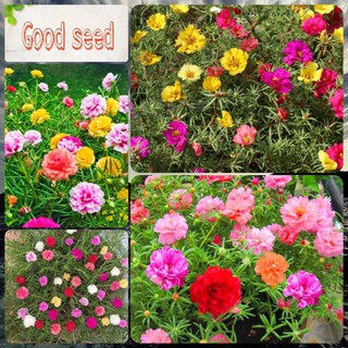🌟200 HẠT GIỐNG HOA MƯỜI GIỜ KÉP🌟BÔNG TO CÁNH KÉP CỰC KỲ ĐẸP