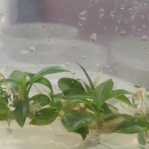 TRẦU BÀ ÉN XANH  - cây mô và cây đã thuần