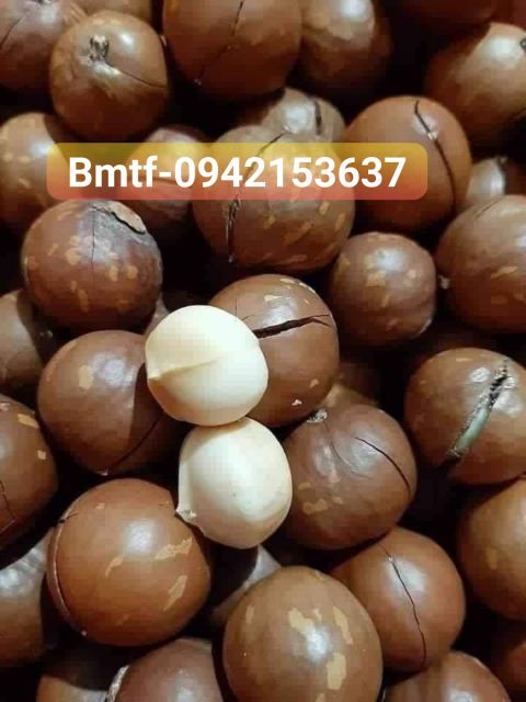 1kg hạt Macca daklak size to (22-26) đã sấy nứt ăn ngay (2 túi 500g) | BigBuy360 - bigbuy360.vn