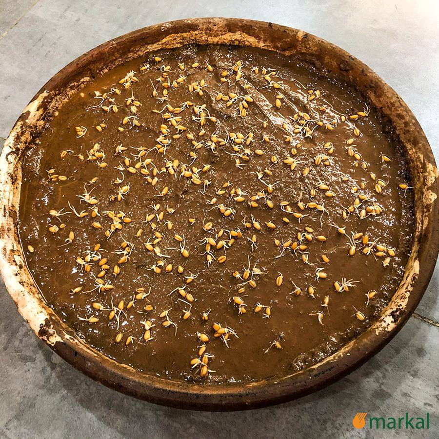 HẠT GIỐNG CỎ LÚA MÌ HỮU CƠ MARKAL 1KG