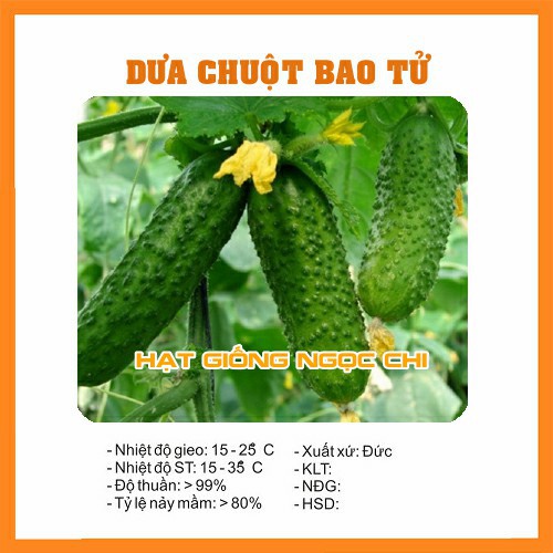 Hạt Giống Dưa Chuột Bao Tử - 10 Hạt