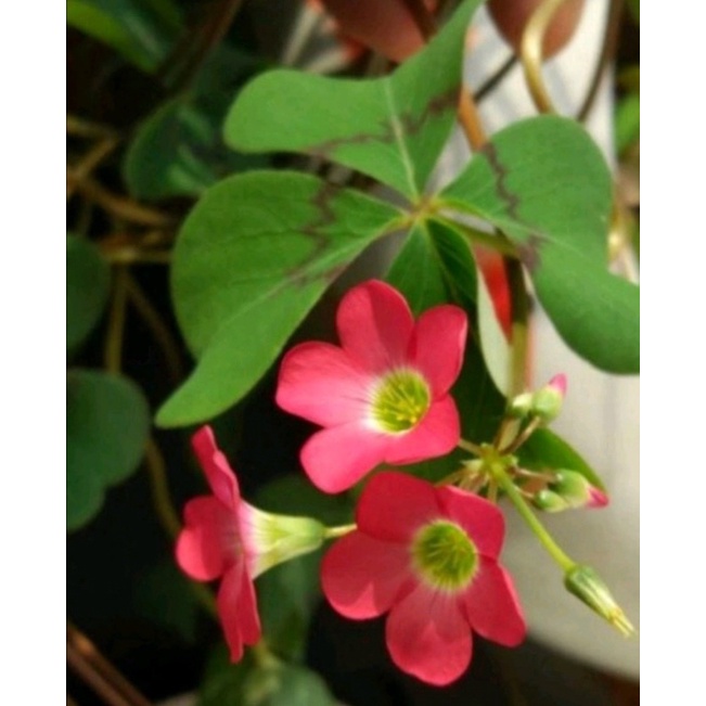 Củ oxalis deppei mexico botka G4