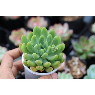 SEN ĐÁ THƯỢC DƯỢC