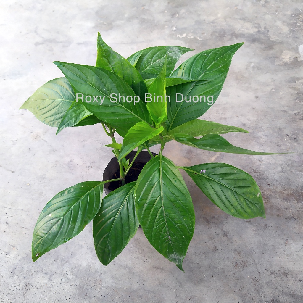02 Cây lá cẩm tím cao 20-30cm trồng trong 1 bọc, dùng tạo màu thực phẩm