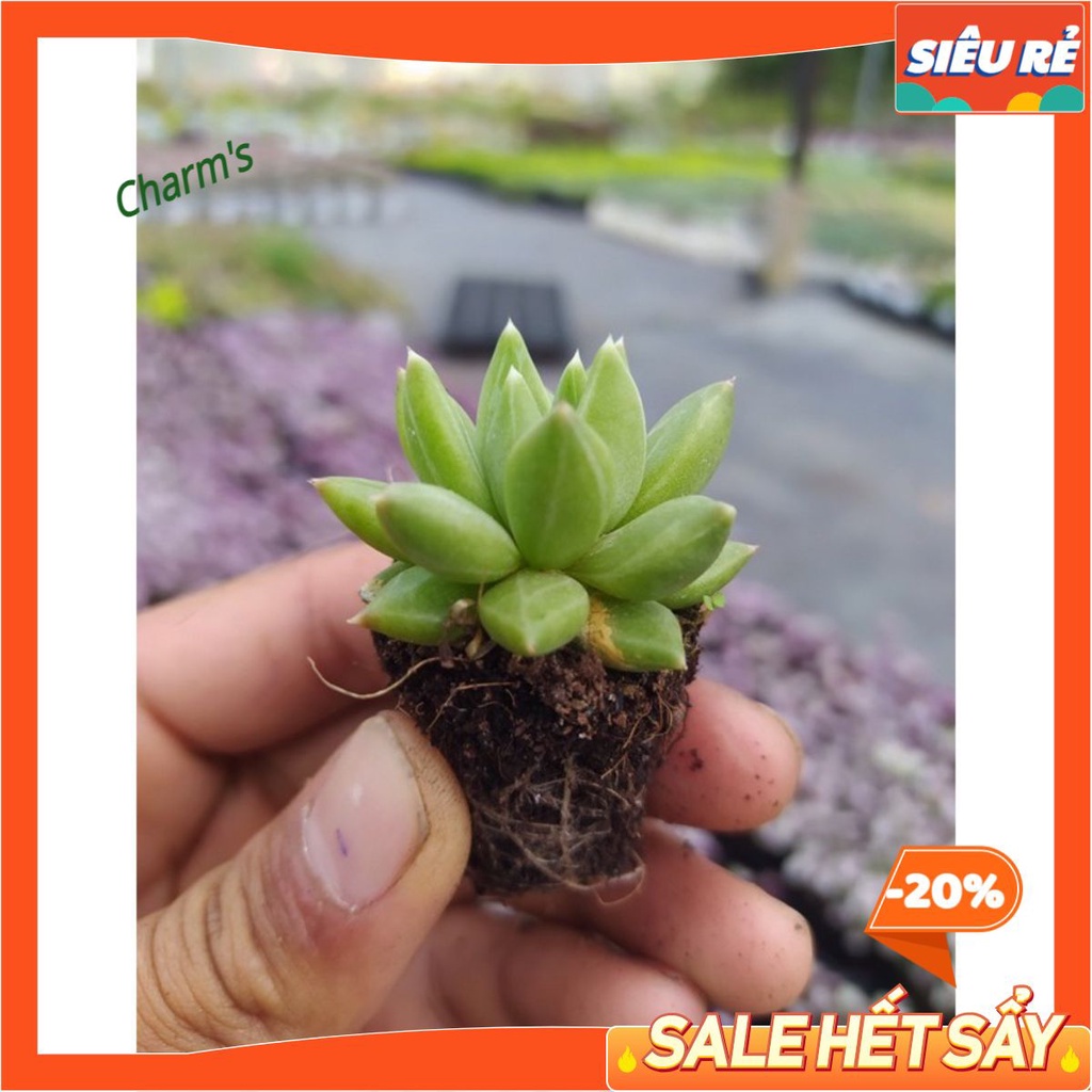 Sen đá kim cương size vỉ  - xuất xứ Đà Lạt, đã thuần khí hậu