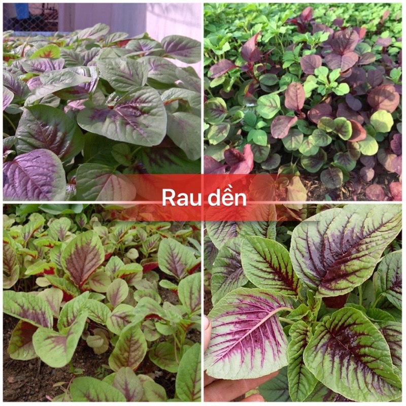 Hạt giống rau dền khoang cao sản F1