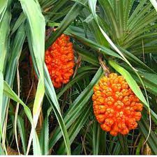 1kg Dứa Dại sấy khô - Hàng Công Ty Thảo Dược Việt