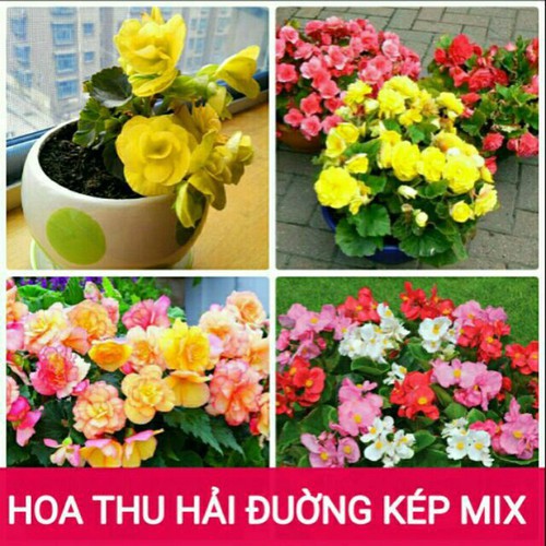 [GIÁ GỐC] Hạt giống hoa Thu Hải Đường Kép Mix - 5 hạt