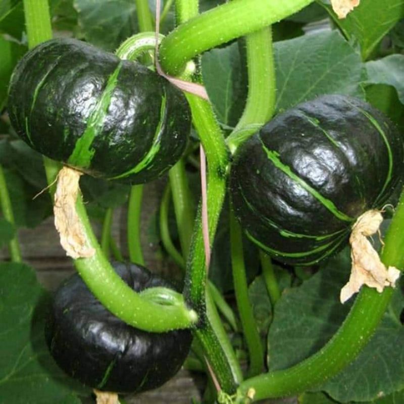 Hạt giống bí ngô mini siêu quả  .