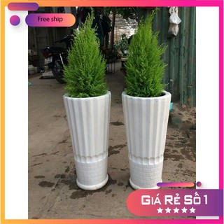 Hạt giống cây tùng thơm trồng chậu LUCKY.VN