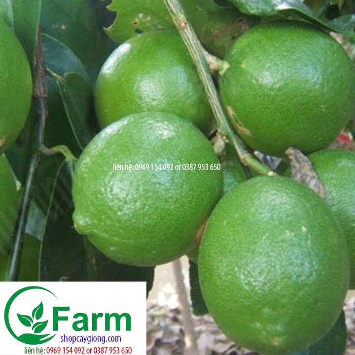 cây chanh tứ quý