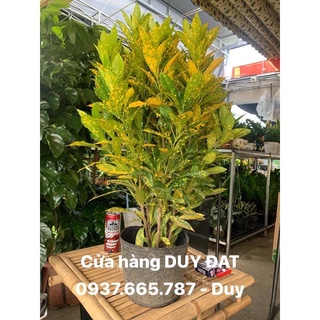 Cây Vàng Bạc lá lớn - 3 kích thước từ nhỏ - lớn