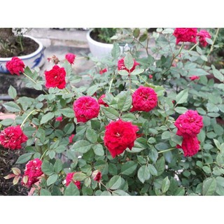 Hạt giống hoa hồng tỷ muội