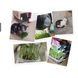 Bộ trồng cỏ tươi đơn giản KIT LÚA MẠCH - Hạt cỏ lúa mì cho mèo có sẵn đất trồng