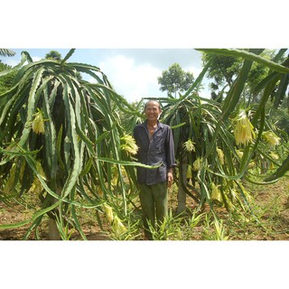 Cây giống thanh long vàng đỏ trắng