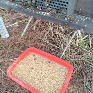 1 Kg phấn hoa Cà Phê Đăk Lăk