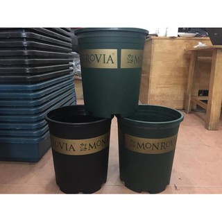 Combo 5 Chậu monrovia 2gal