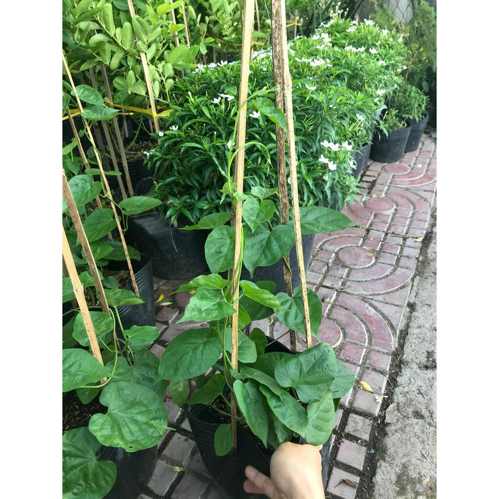 Cây giống hoa thiên lý + Tặng 02 cây nhót ngọt