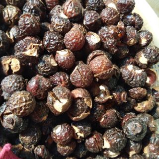 💥💥Bồ hòn Tây nguyên