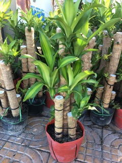 Cây phát tài khúc,thiết mộc Lan