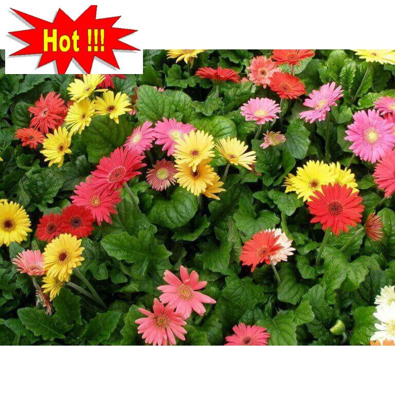 Gói 100 Hạt Giống Hoa Đồng Tiền Kép Lùn - Mix (Gerbera)