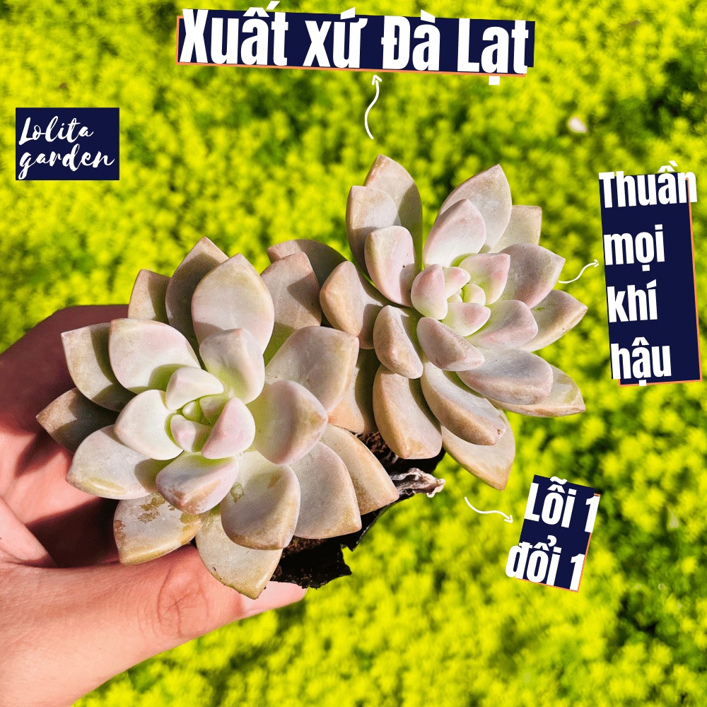 Sen đá pink gem Đà Lạt size bé cây cảnh trang trí nhà cửa Lolita garden