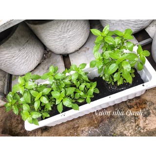 Lá é chậu nhựa 10x10cm