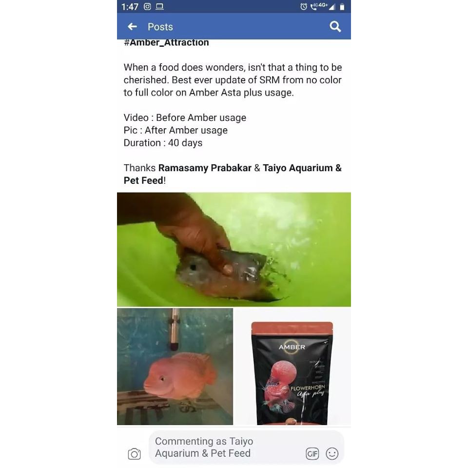 Cám Amber Pro Lên Đầu, Tăng Màu, Sáng Châu,Thức Ăn Cám Viên Cho Cá La Hán, Hàng Nhập Khẩu