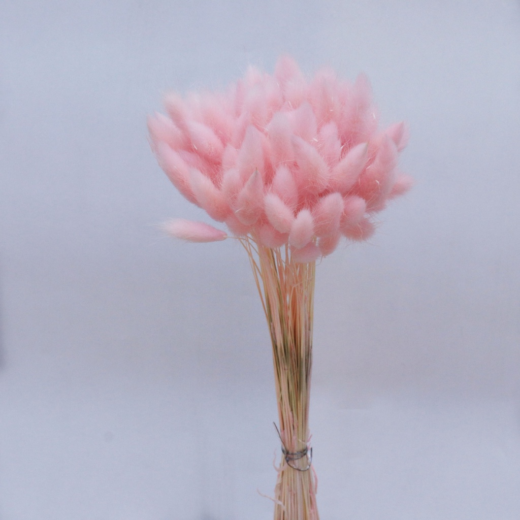 Hoa khô Lagurus Bunny TailsBÔNG CỎ ĐUÔI THỎ/ CỎ LAU MỸ  - Decor, trang trí, phụ kiện chụp ảnh