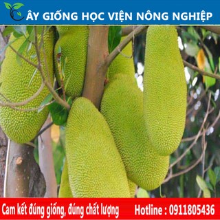 Cây giống mít Malaysia siêu dài! Siêu chất lượng!