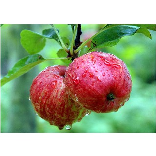 Cây giống táo đỏ, táo tây, cây bôm - Pomme-UtNho