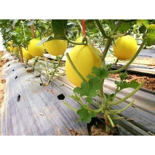 10 Hạt dưa kim cô nương nhập khẩu Thái Lan F1