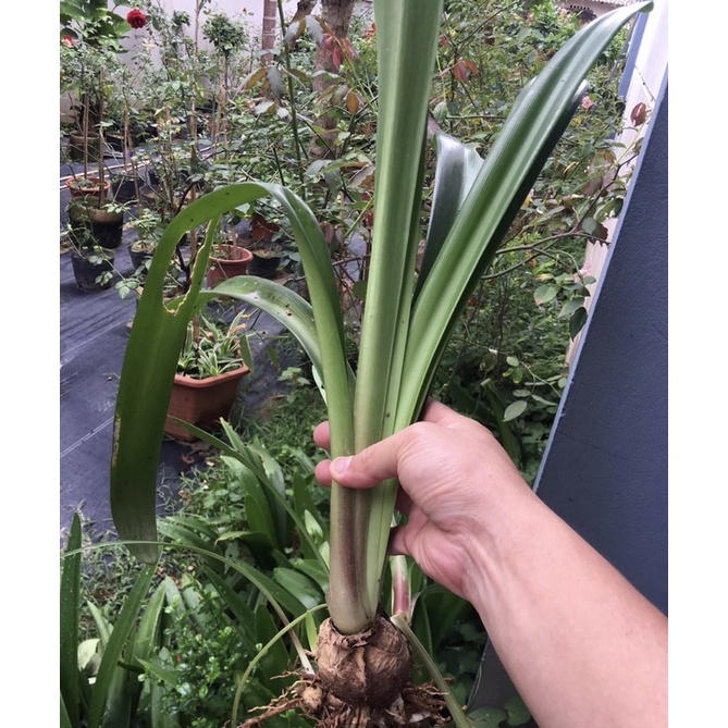 Cây loa kèn-  Lan Huệ Tây