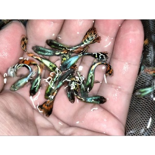 Combo 5 con cá 7 màu thủy sinh, cá bảy màu, cá guppy thủy sinh