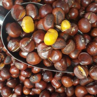 Hạt dẻ rừng Trùng Khánh Cao Bằng