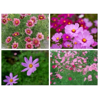 #Hạt_giống_sao_nhái_mix_màu ( tặng kèm kích mầm )