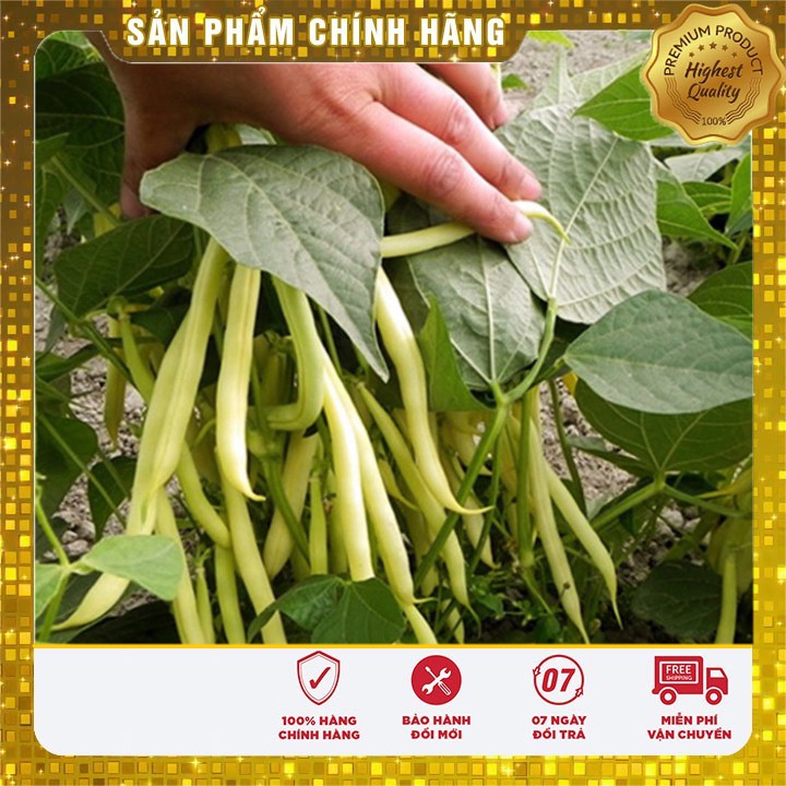 Hạt giống đậu cove vàng dinh dưỡng gói lớn 50 gram