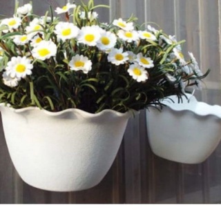 Combo 5 chậu bán nguyệt 22*16cm