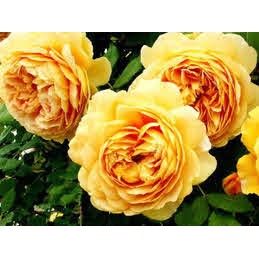 (SALE)Hoa hồng leo vàng Golden celebration Rose cực xinh