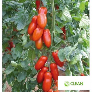 🌟Hạt Giống Cà Chua Roma Tomatos Quả Dài Vị Ngọt🌟 Giống Cao Sản Gói 30 Hạt
